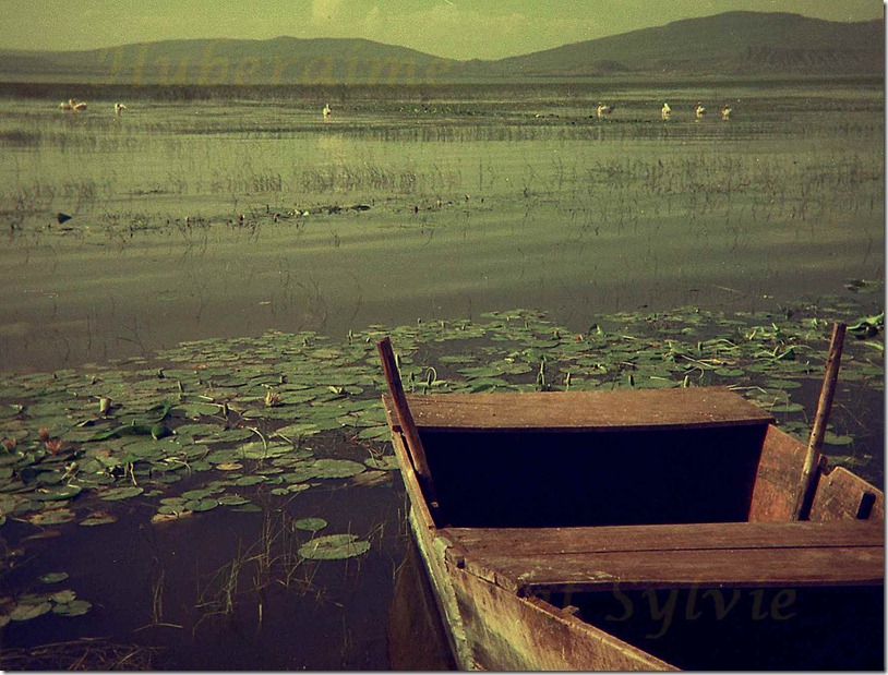 iv-Ethiopie Rift Lac Awassa 19.11.77-